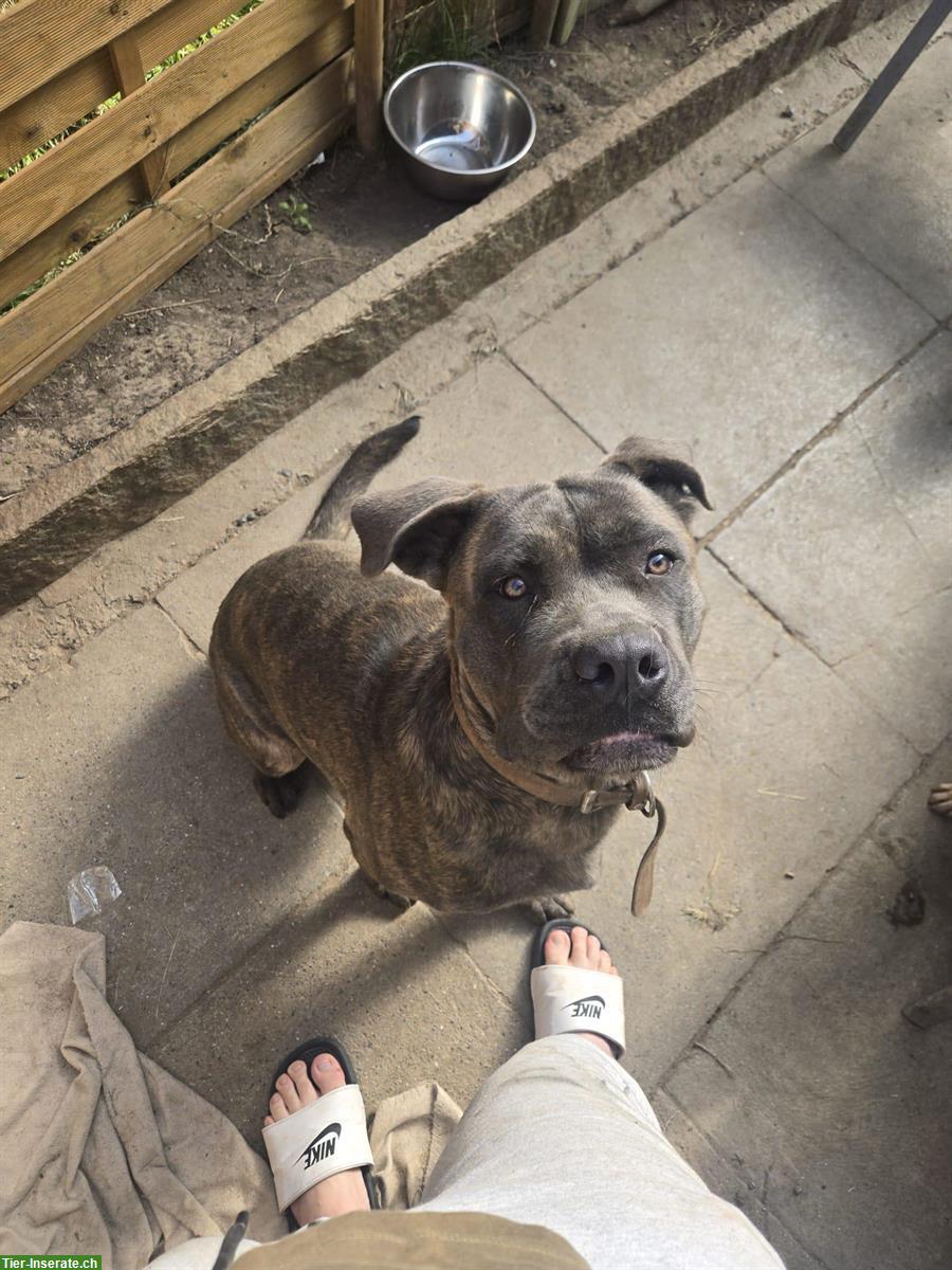 Bild 3: Cane Corso Rüde sucht liebes Zuhause