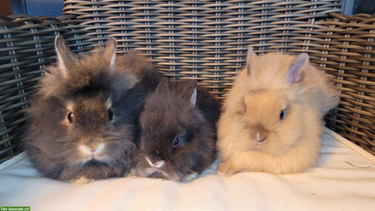 Bild 3: Junge süsse Zwerghasen Böckli zu verkaufen