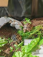 Suche weibliche Griechische Landschildkröte