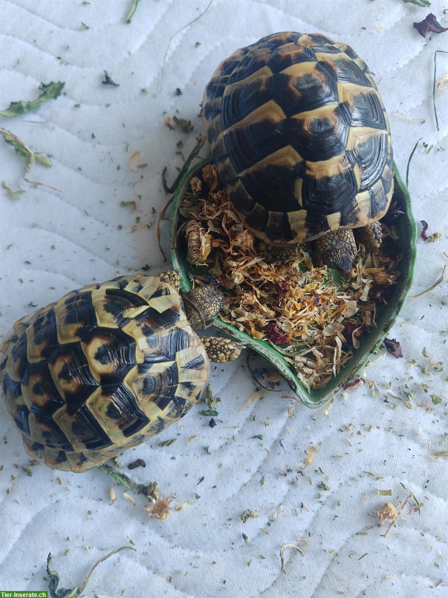 Bild 2: Suche weibliche Griechische Landschildkröte
