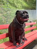 4-jährige American Bulldog Hündin zu verkaufen