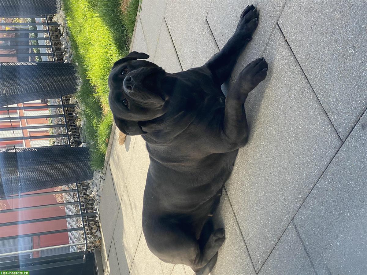 Bild 3: 4-jährige American Bulldog Hündin zu verkaufen
