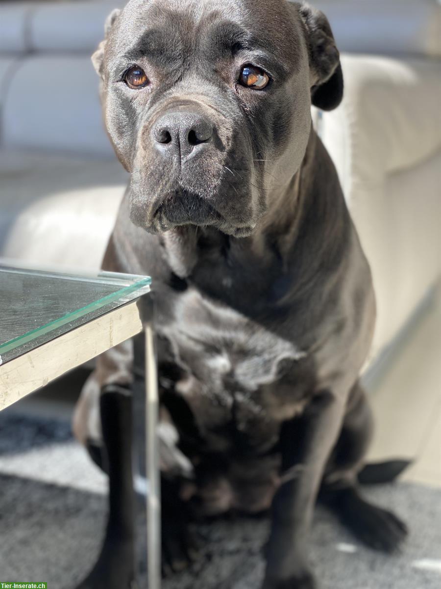 Bild 4: 4-jährige American Bulldog Hündin zu verkaufen