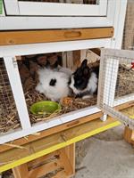 2 kastrierte Löwenköpfchen in schwarz/weiss mit Stall