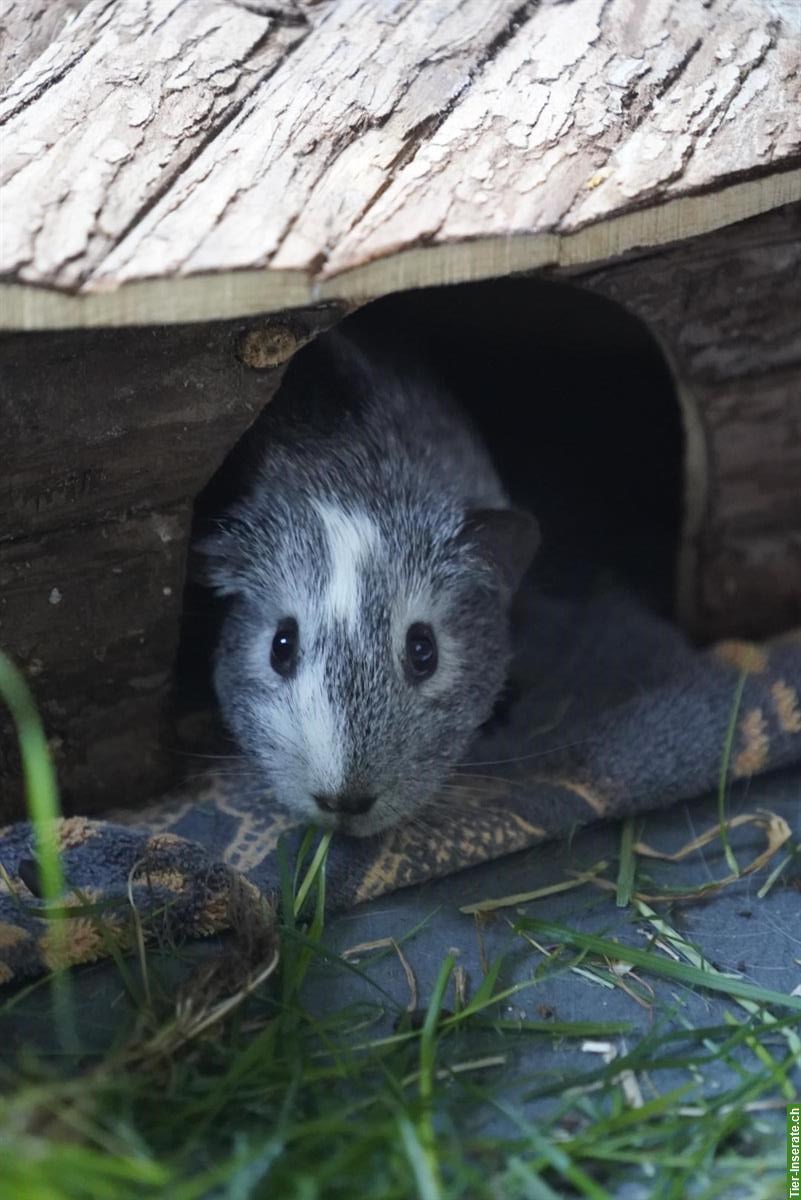 3 Meerschweinchen gemeinsam abzugeben