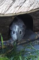 3 Meerschweinchen gemeinsam abzugeben