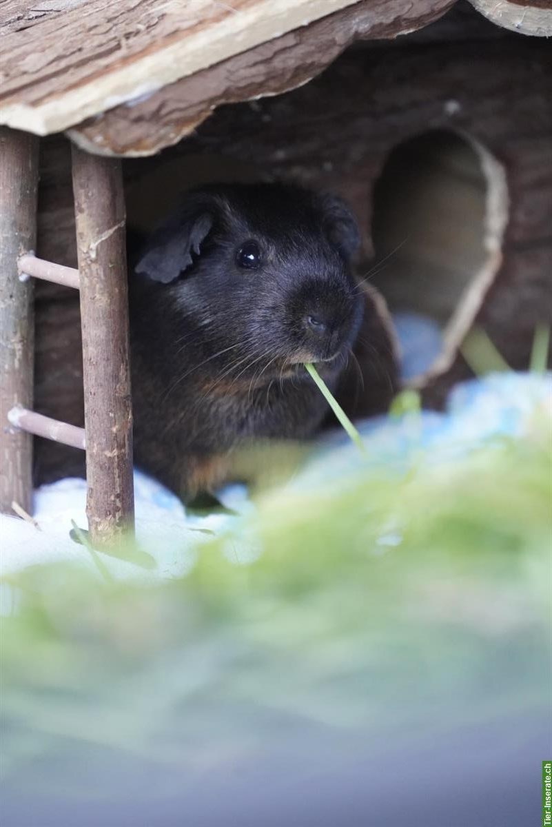 Bild 2: 3 Meerschweinchen gemeinsam abzugeben