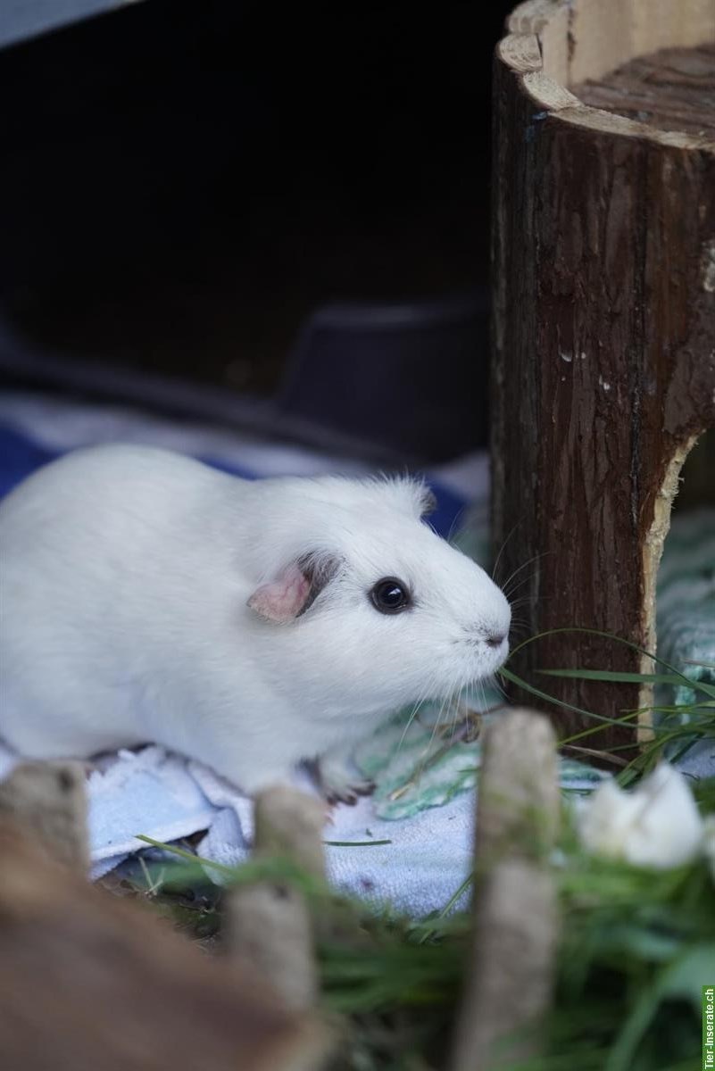 Bild 3: 3 Meerschweinchen gemeinsam abzugeben