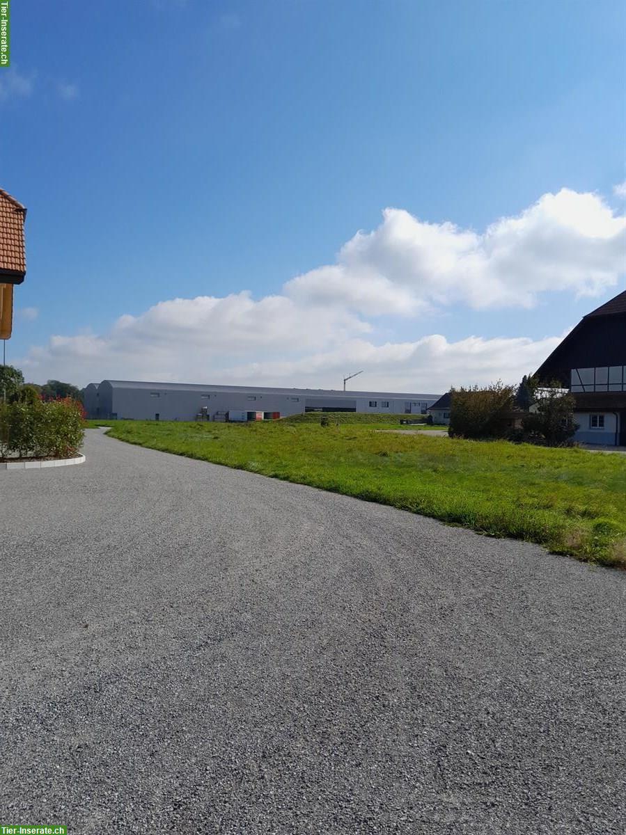 Bild 3: Vermieten Selbstversorgerstall in Kräiligen bei Bätterkinden