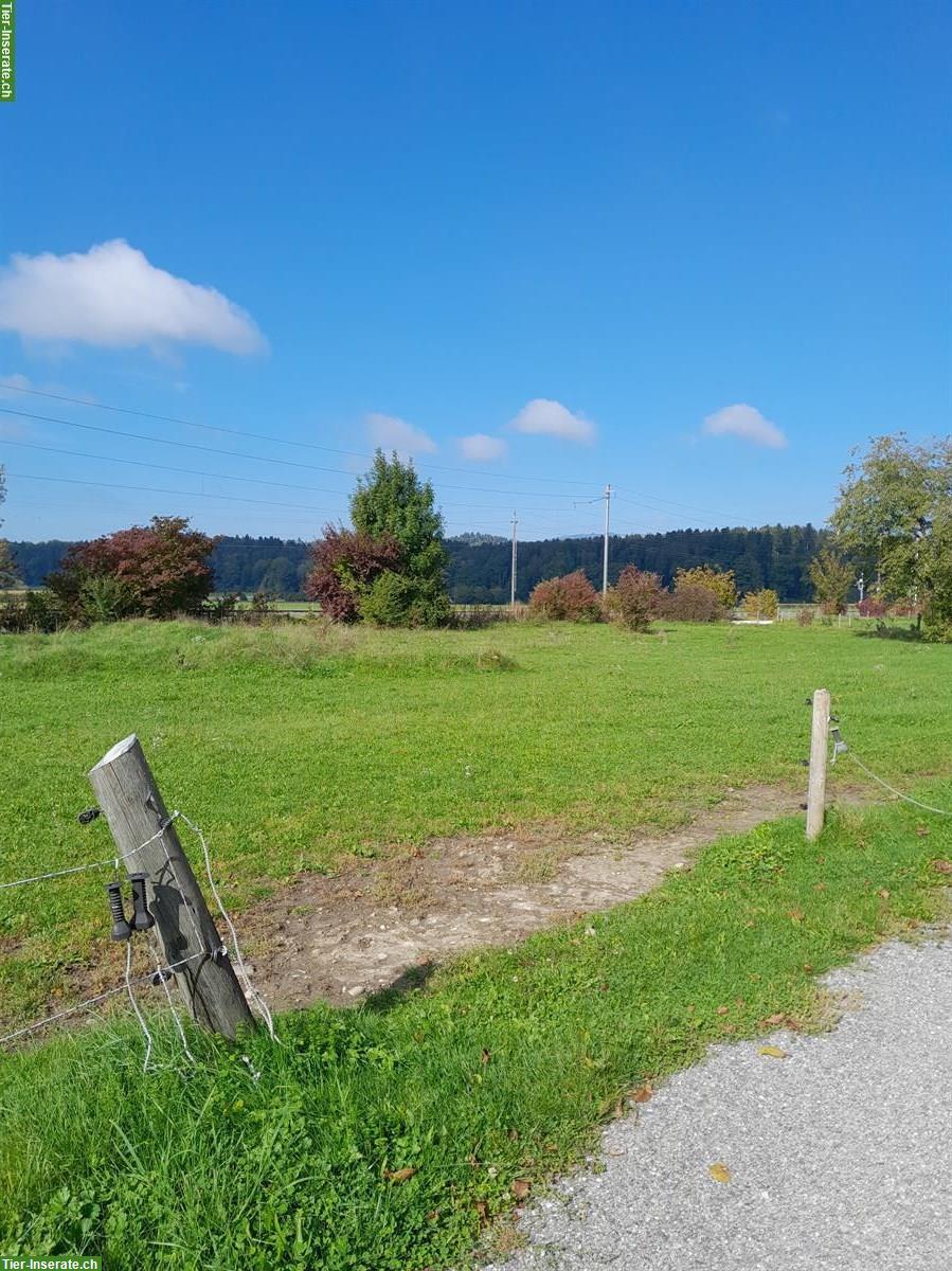 Bild 4: Vermieten Selbstversorgerstall in Kräiligen bei Bätterkinden