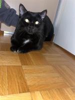 Liebevoller BKH Kater sucht neues Zuhause