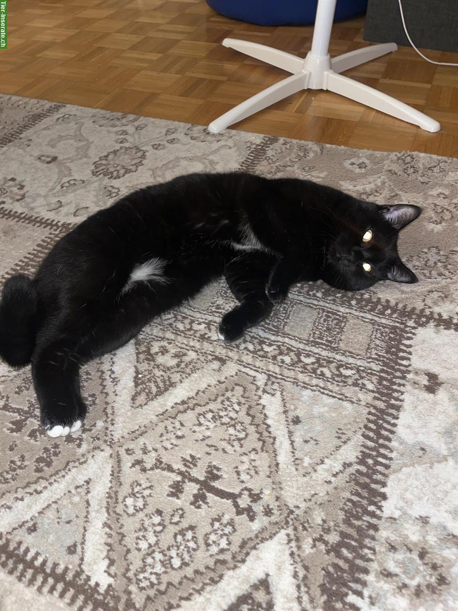 Bild 2: Liebevoller BKH Kater sucht neues Zuhause