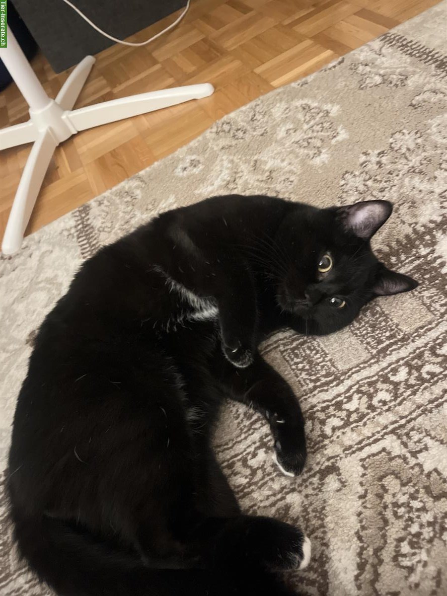 Bild 3: Liebevoller BKH Kater sucht neues Zuhause