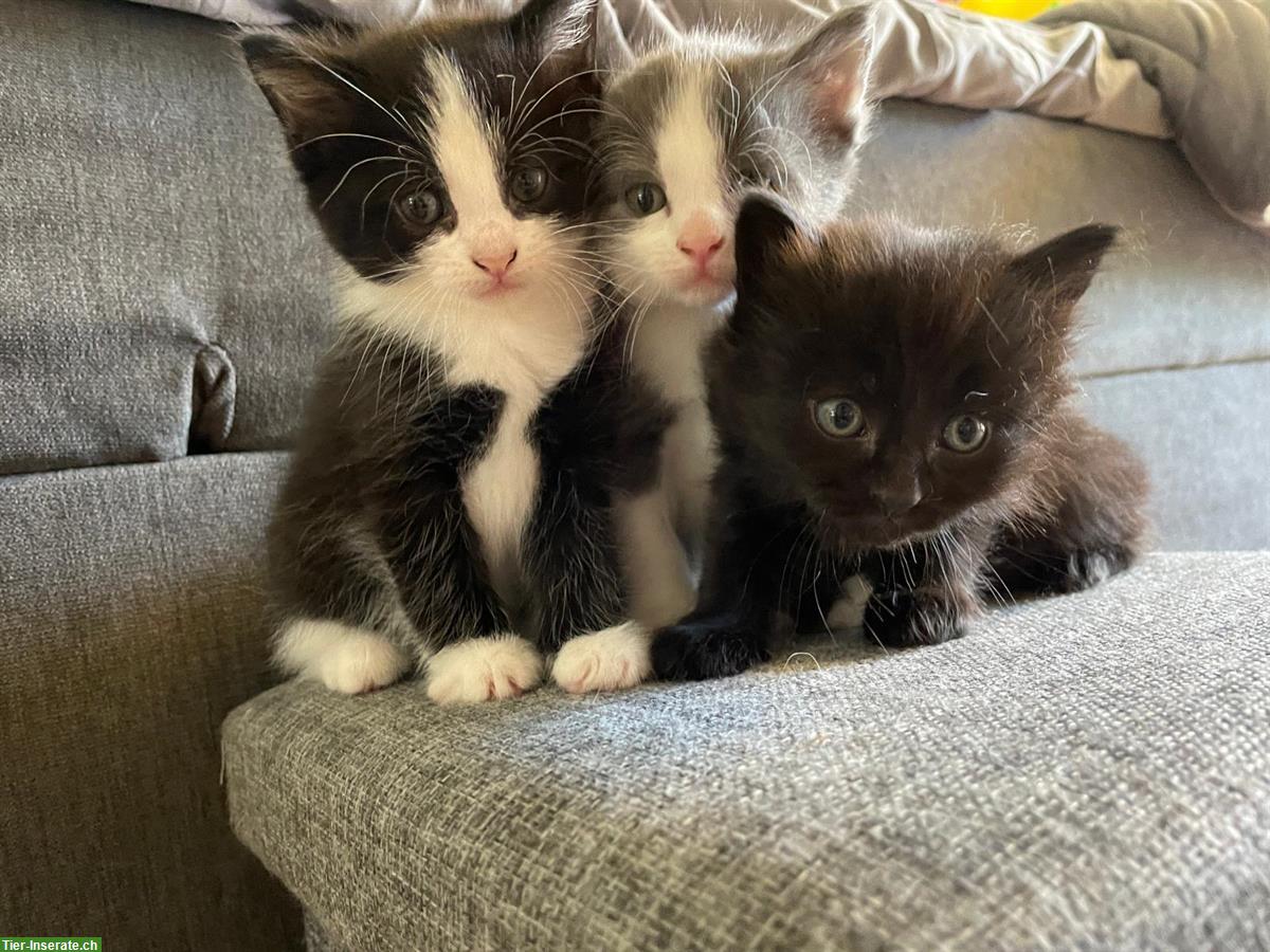 Babykatzen, schwarz, schwarz-weiss, grau-weiss