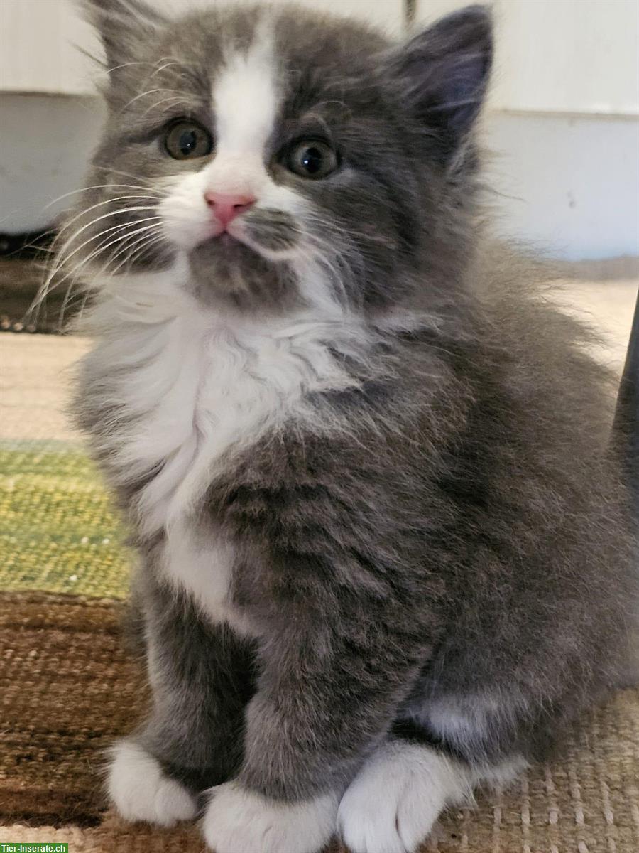 Bild 2: Babykatzen, schwarz, schwarz-weiss, grau-weiss