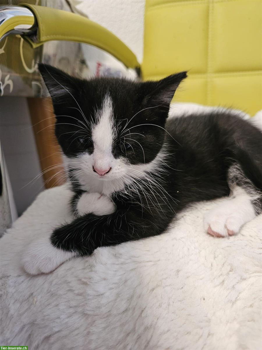 Bild 3: Babykatzen, schwarz, schwarz-weiss, grau-weiss