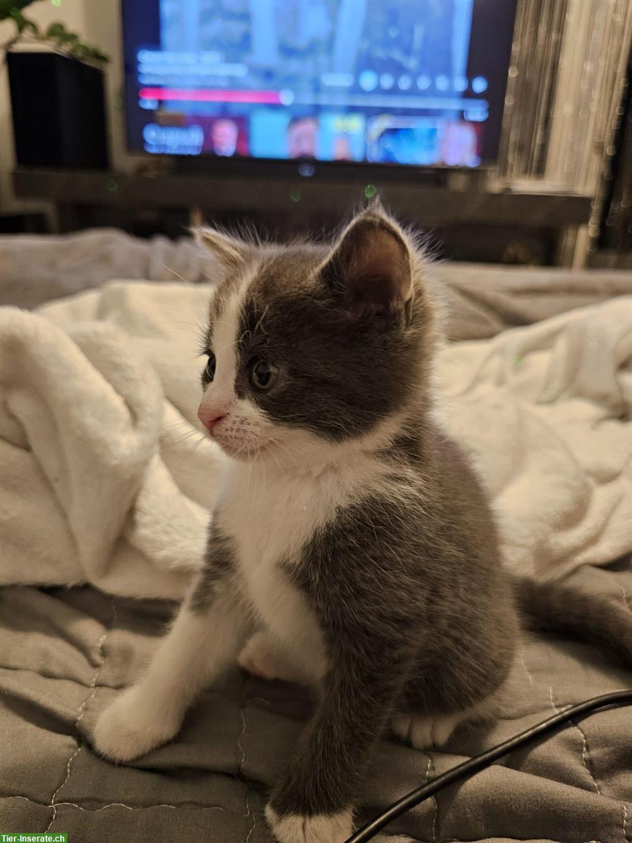 Bild 4: Babykatzen, schwarz, schwarz-weiss, grau-weiss