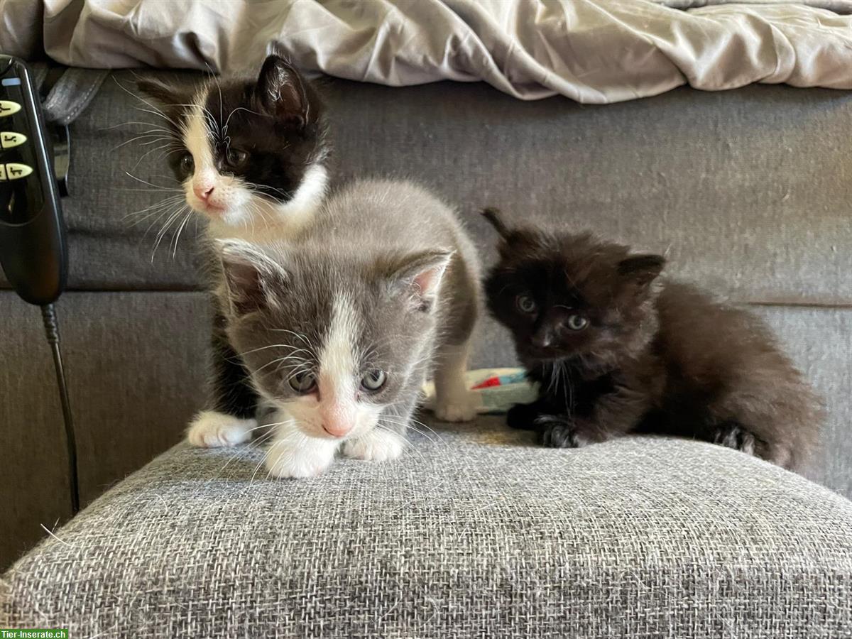 Bild 5: Babykatzen, schwarz, schwarz-weiss, grau-weiss