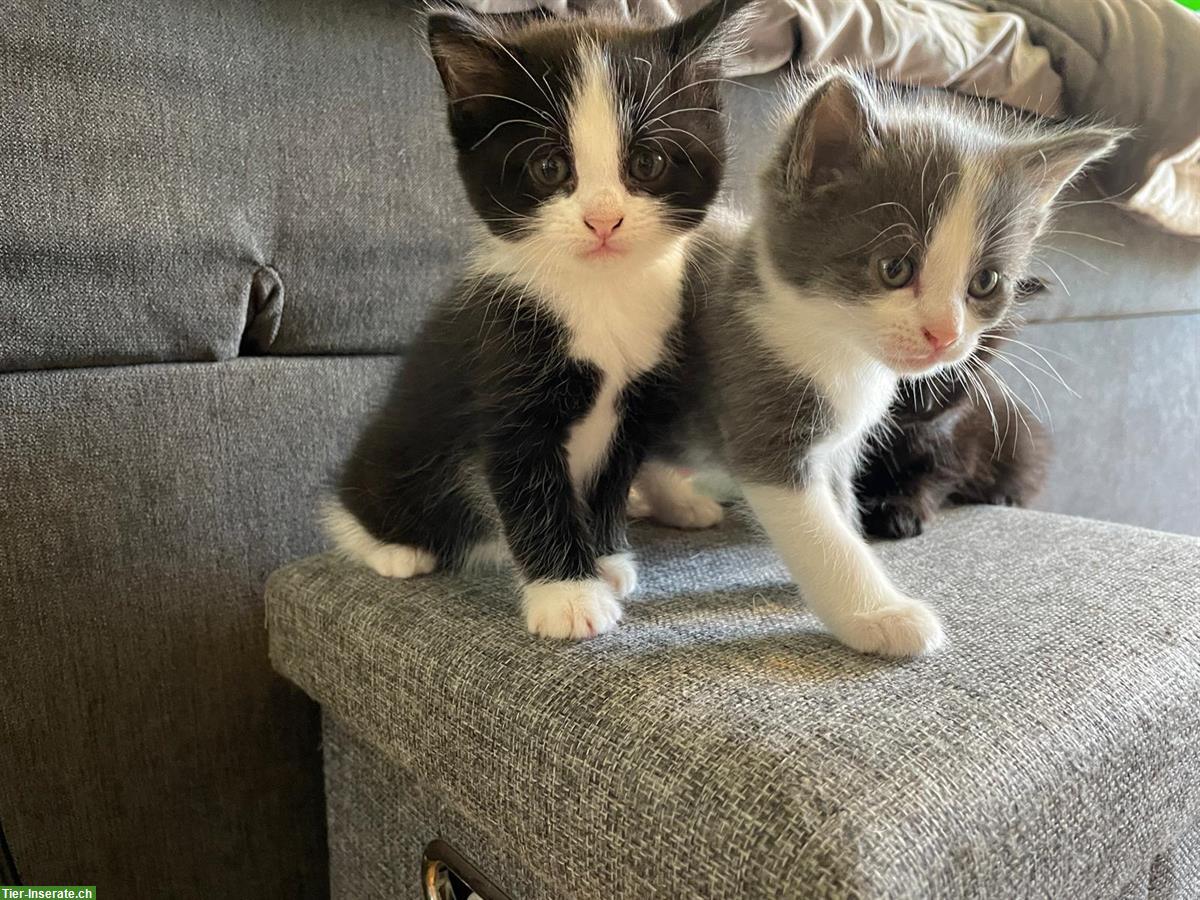 Bild 6: Babykatzen, schwarz, schwarz-weiss, grau-weiss