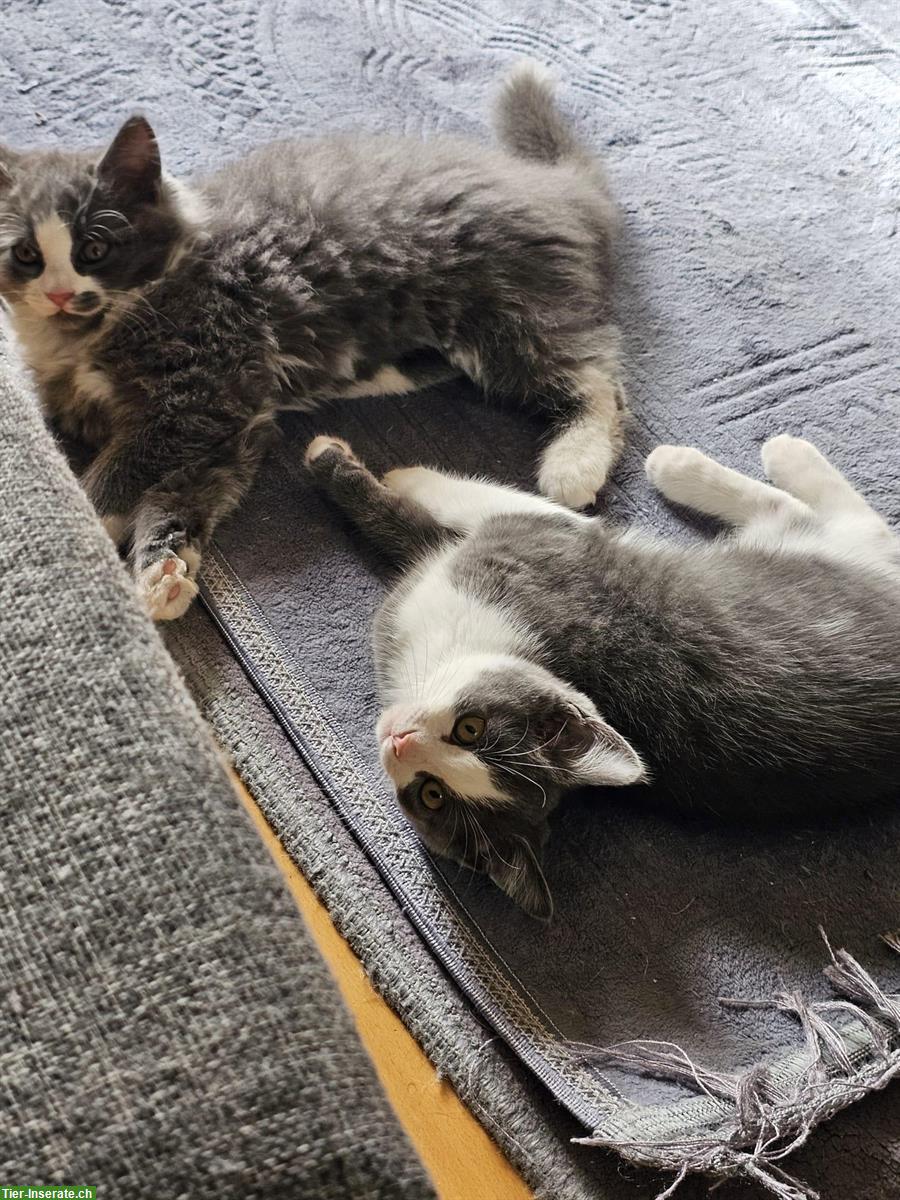 Bild 7: Babykatzen, schwarz, schwarz-weiss, grau-weiss