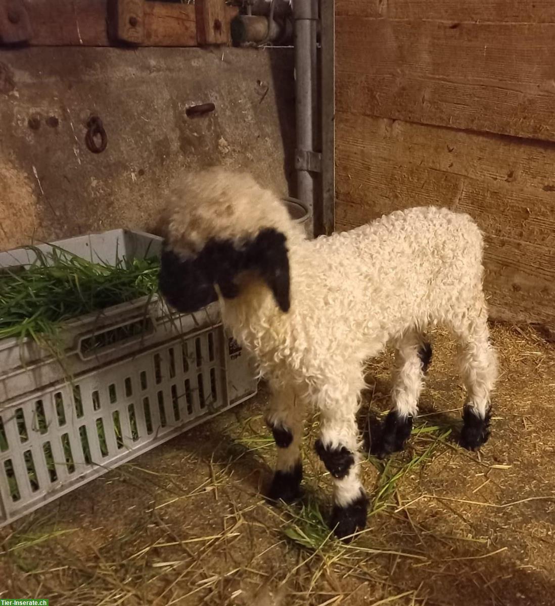 Walliser Schwarznasenschaf Bock aus zertifiziertem Biobetrieb