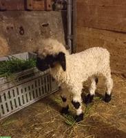 Walliser Schwarznasenschaf Bock aus zertifiziertem Biobetrieb