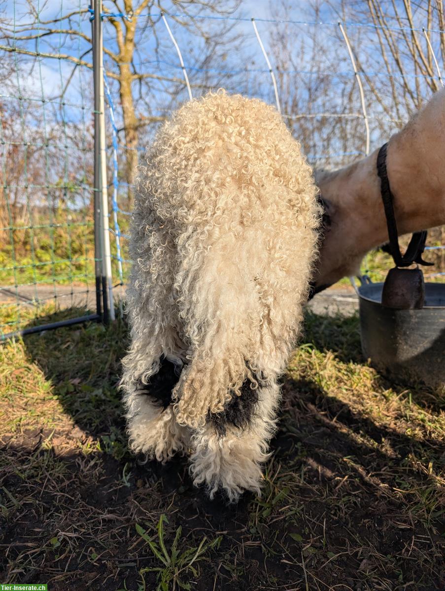 Bild 2: Walliser Schwarznasenschaf Bock aus zertifiziertem Biobetrieb
