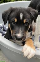 Border Collie Mix Welpen zu verkaufen