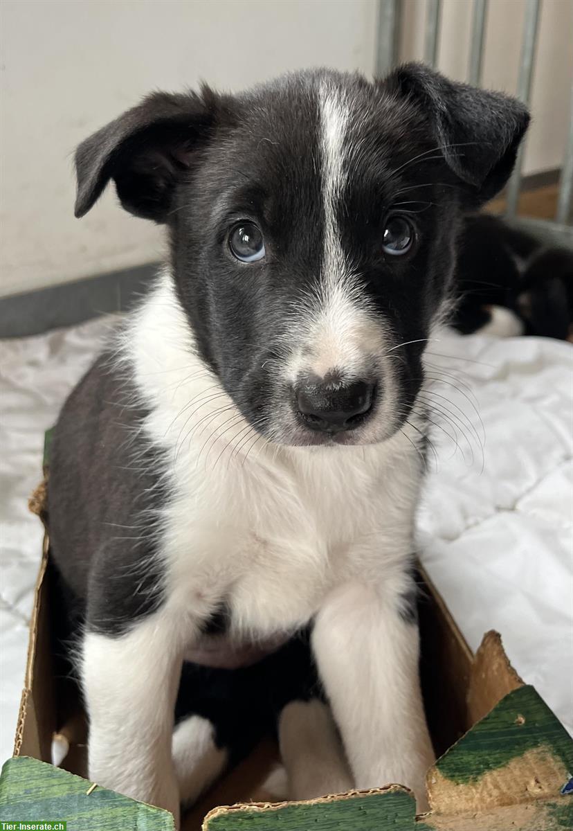 Bild 2: Border Collie Mix Welpen zu verkaufen