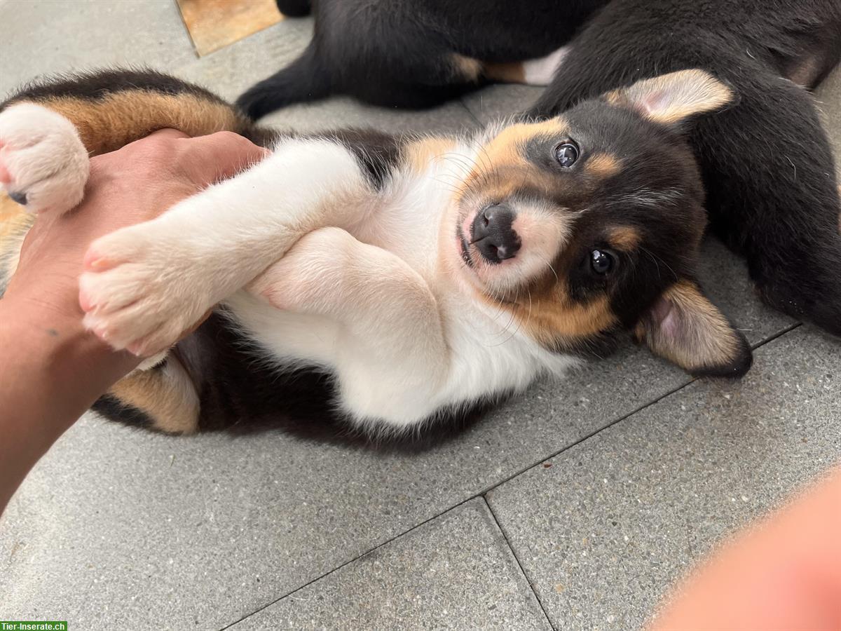 Bild 3: Border Collie Mix Welpen zu verkaufen
