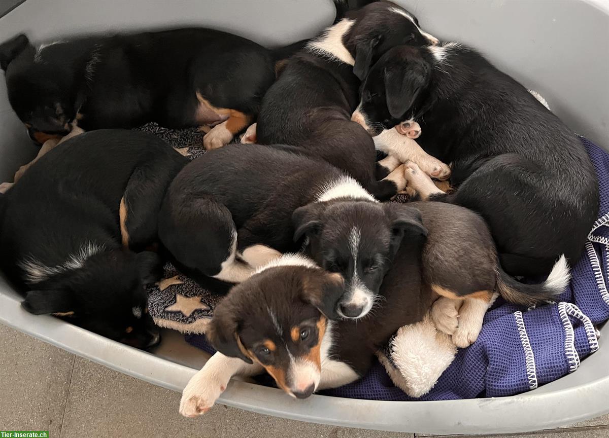 Bild 4: Border Collie Mix Welpen zu verkaufen