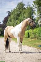 Paint Horse Deckhengst im Natursprung
