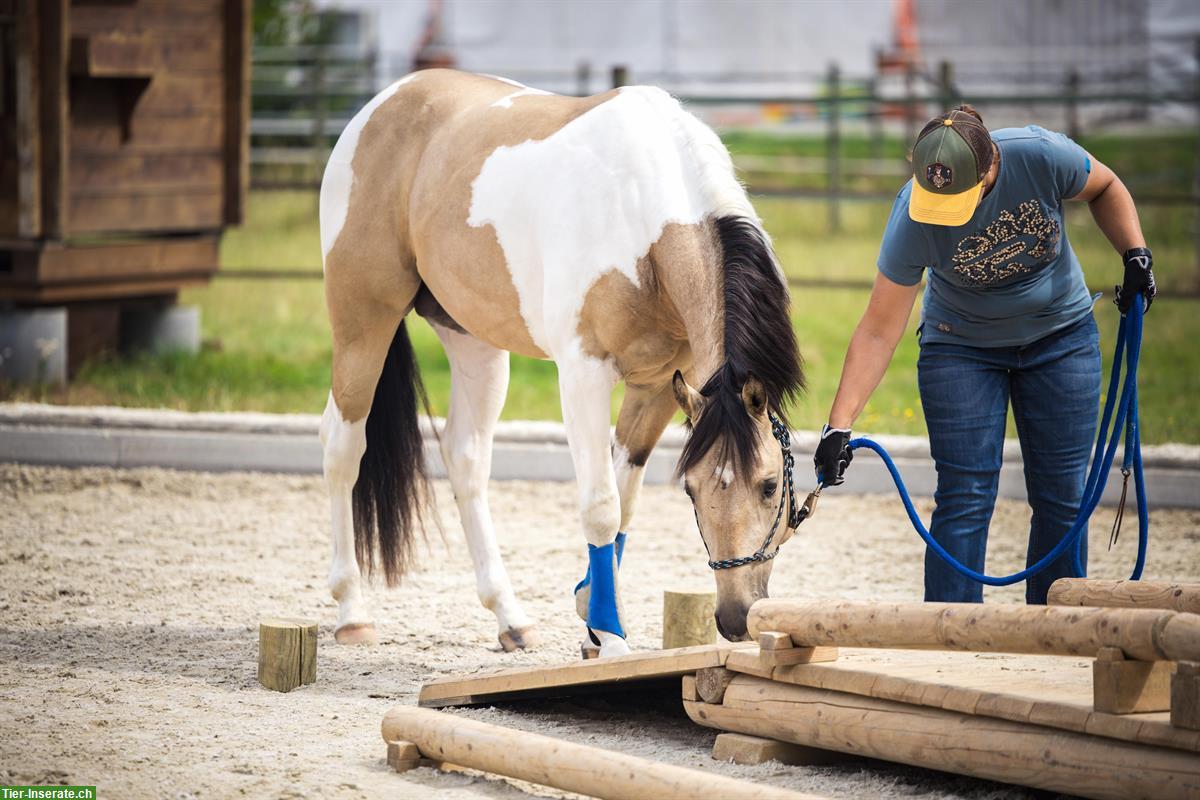 Bild 2: Paint Horse Deckhengst im Natursprung