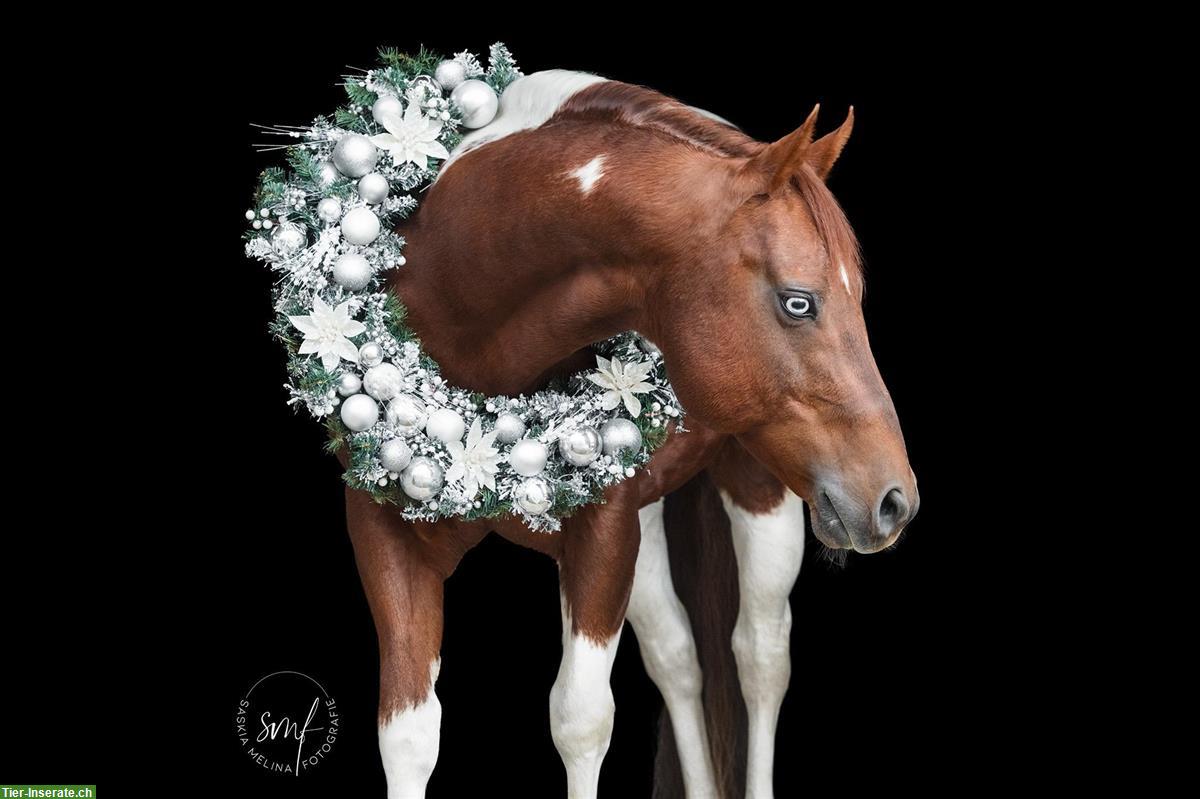 Bild 4: Paint Horse Deckhengst im Natursprung