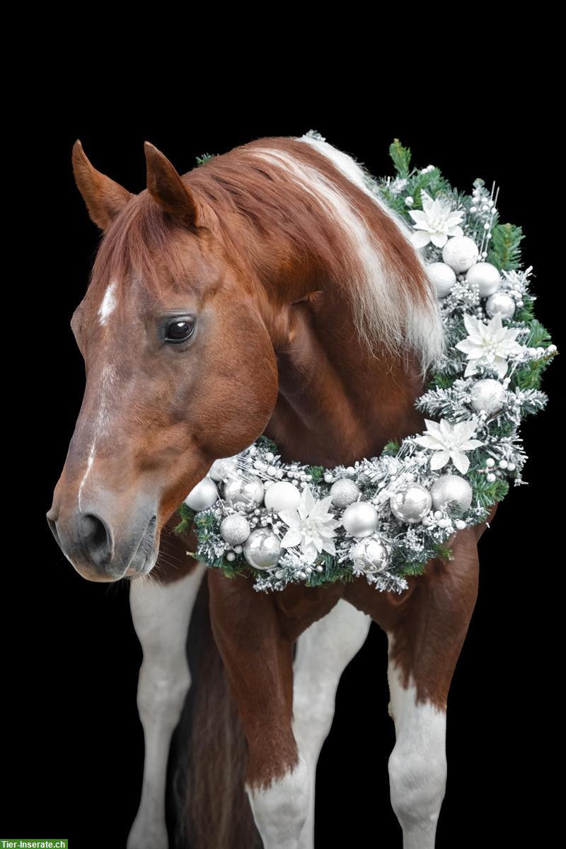 Bild 5: Paint Horse Deckhengst im Natursprung