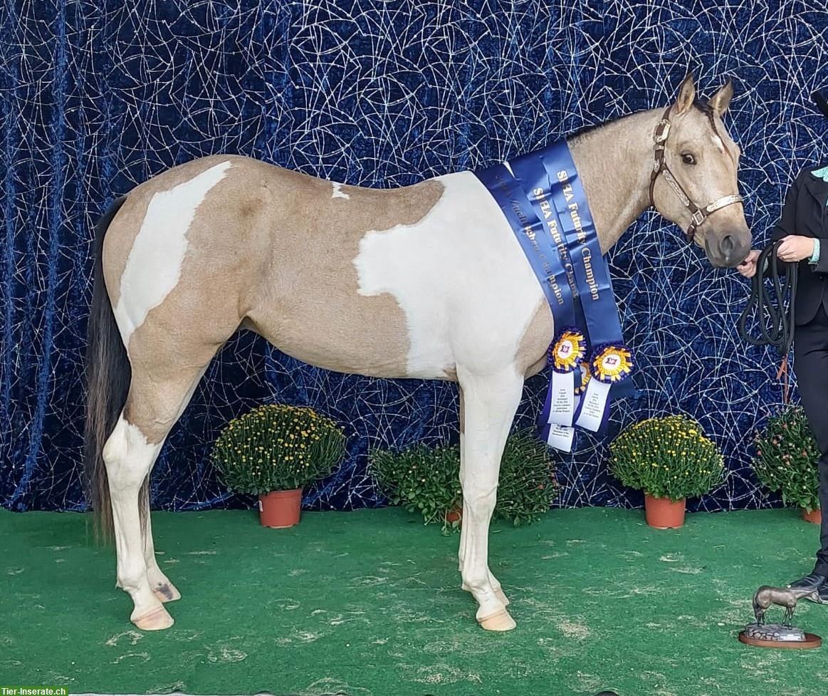 Bild 6: Paint Horse Deckhengst im Natursprung