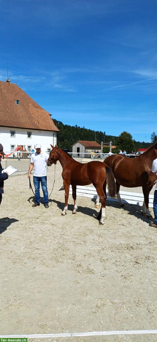 Bild 3: Braunes Freiberger Hengstfohlen