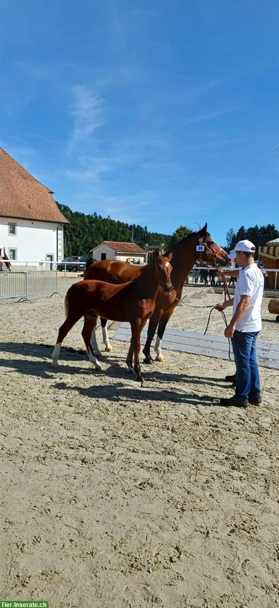 Bild 2: Freiberger Hengstfohlen, braun