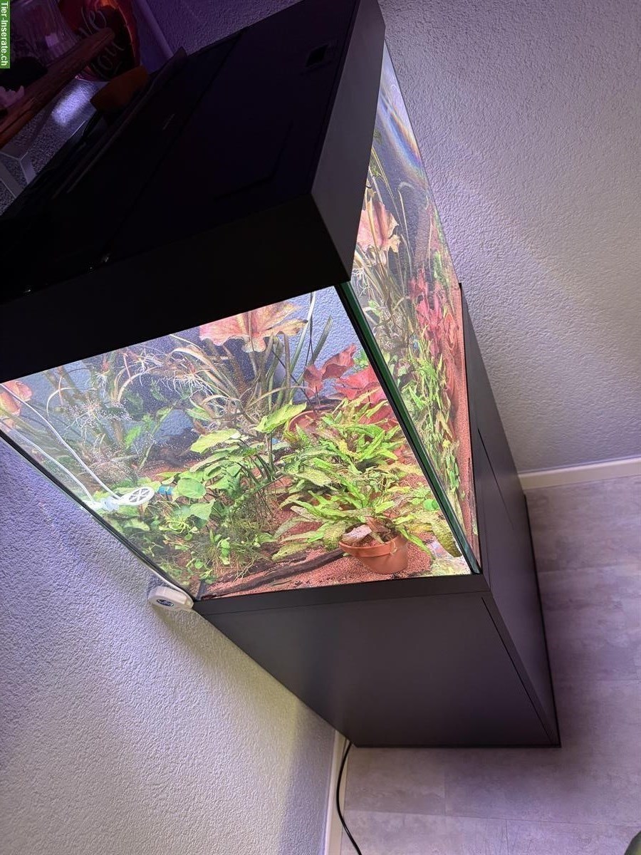 Aquarium Juwel Lido 200 inkl. LED Chihiros zu verkaufen