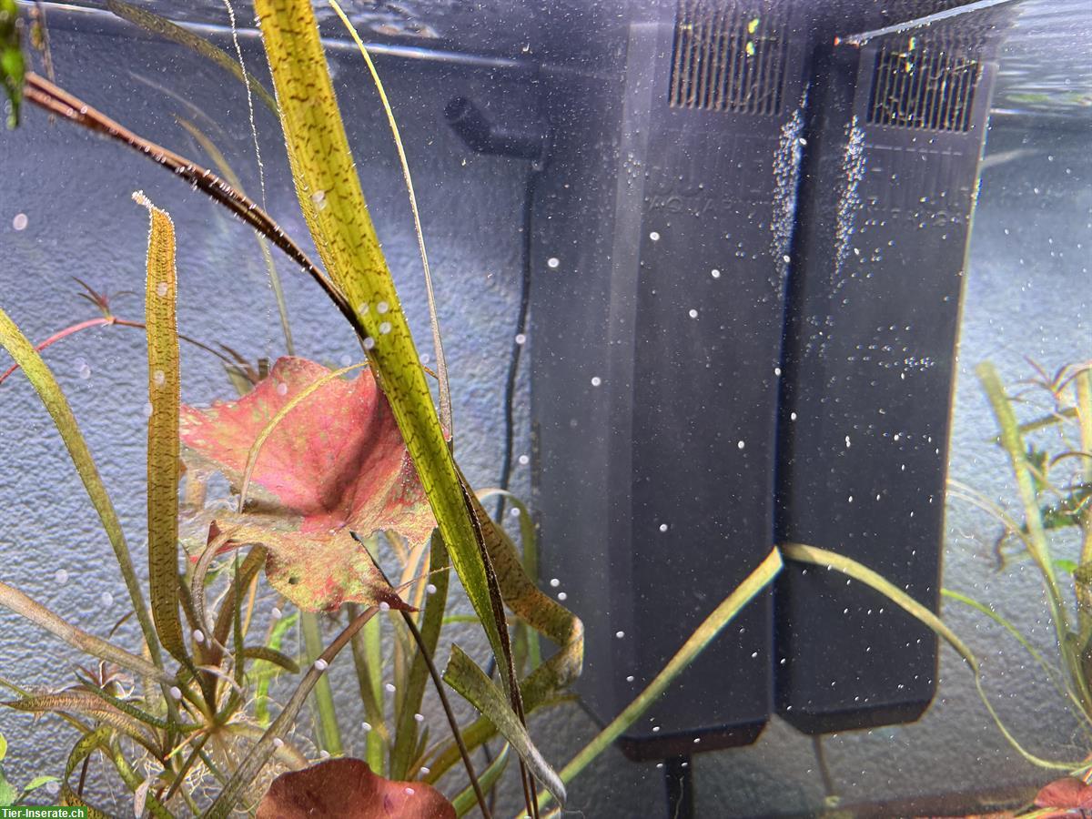 Bild 3: Aquarium Juwel Lido 200 inkl. LED Chihiros zu verkaufen