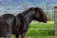 Reitbeteiligung für Shetlandpony Hengst in Benken SG