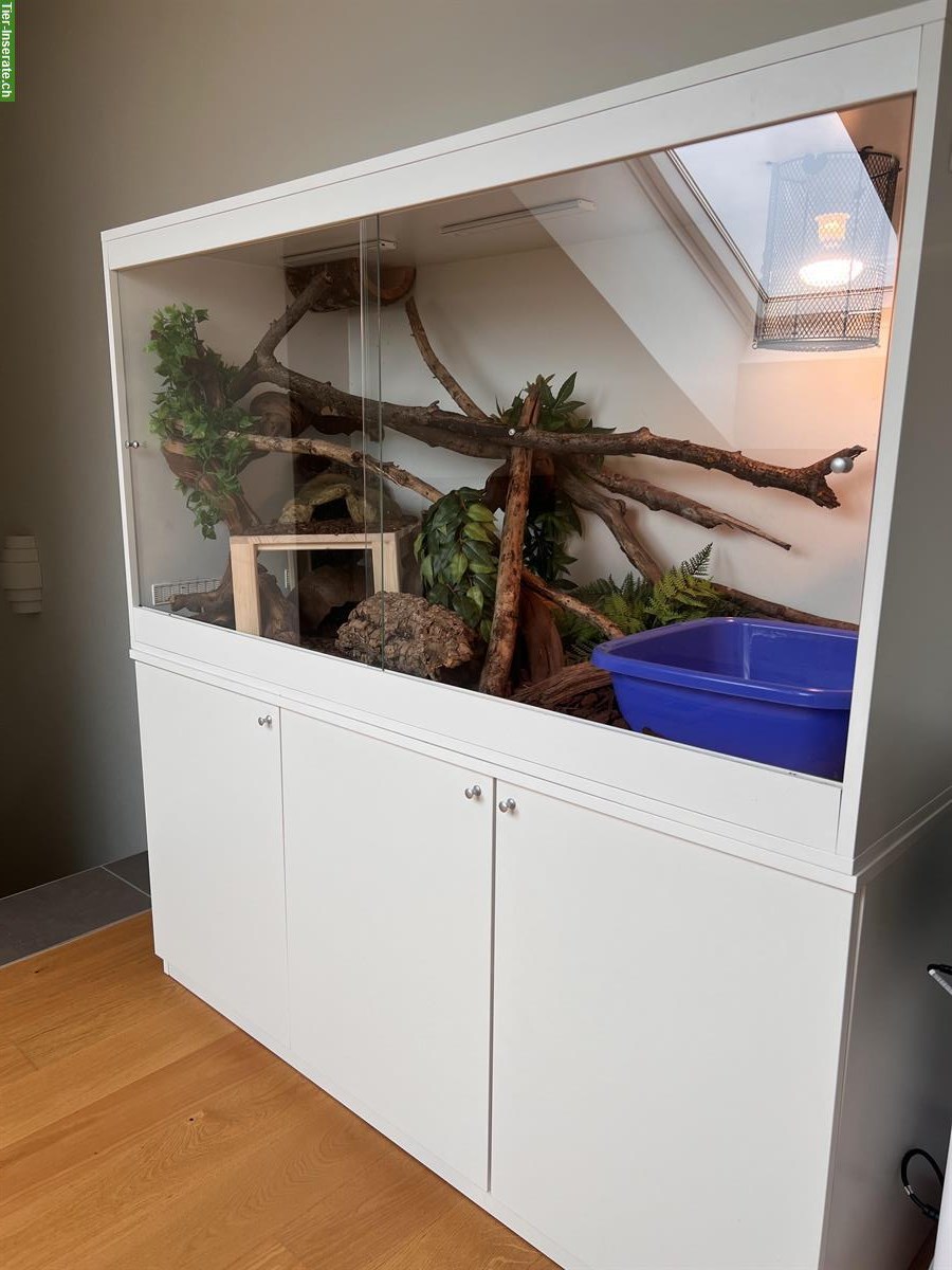 Königspython inkl. Terrarium Komplettset zu verkaufen