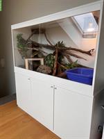Königspython inkl. Terrarium Komplettset zu verkaufen