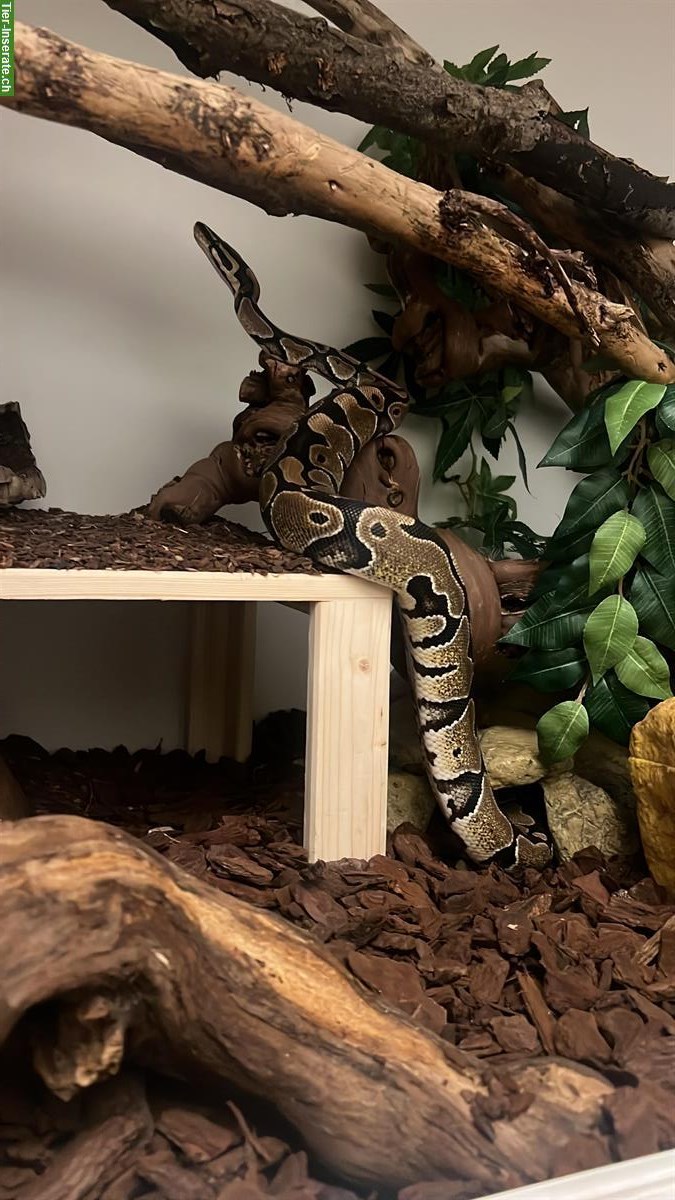 Bild 2: Königspython inkl. Terrarium Komplettset zu verkaufen