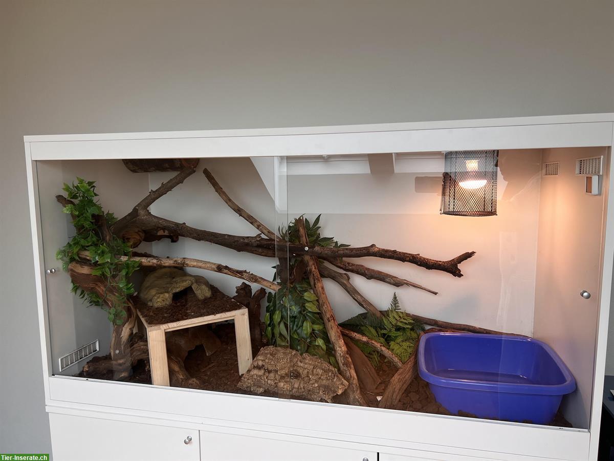 Bild 5: Königspython inkl. Terrarium Komplettset zu verkaufen