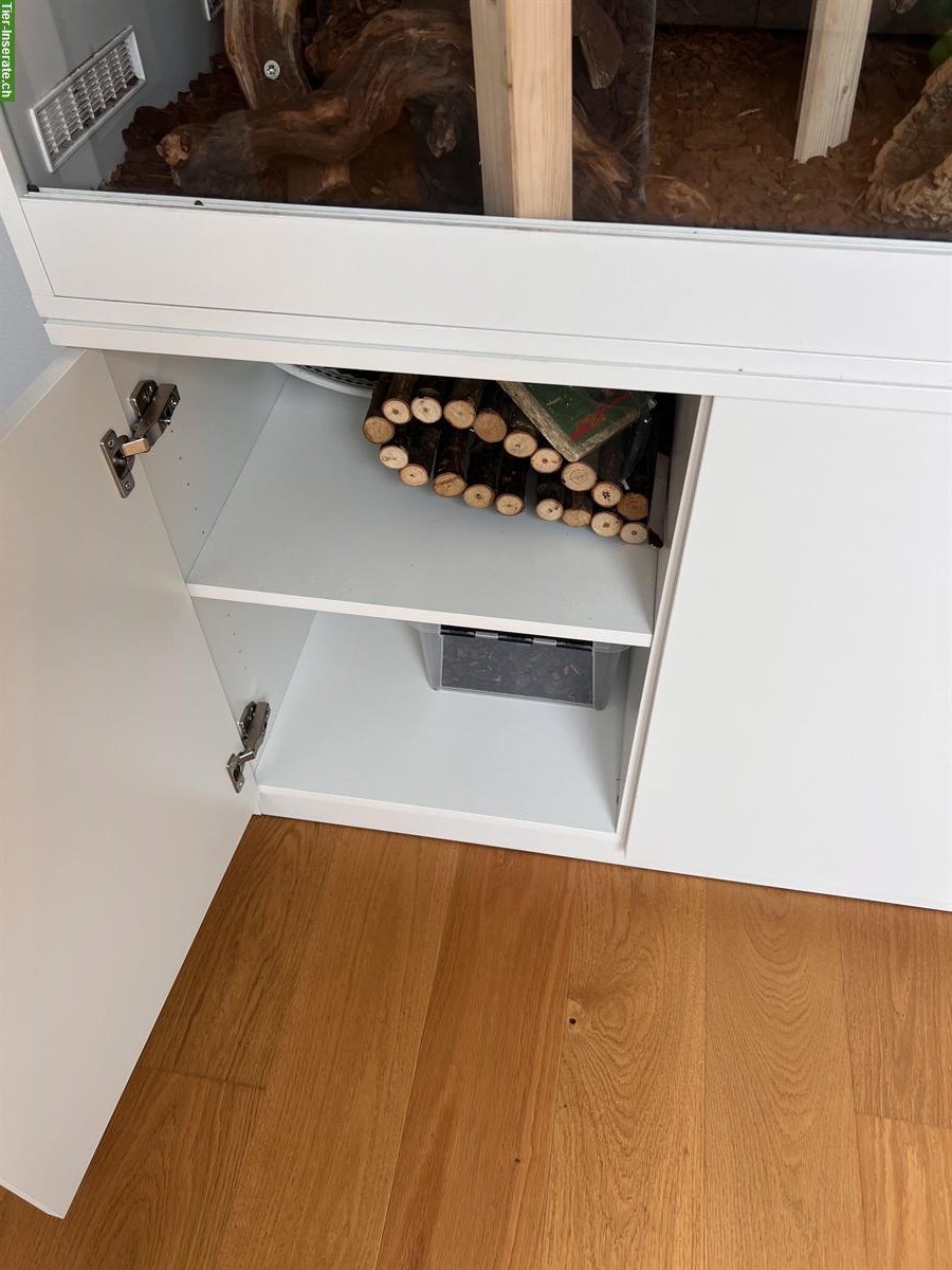 Bild 6: Königspython inkl. Terrarium Komplettset zu verkaufen