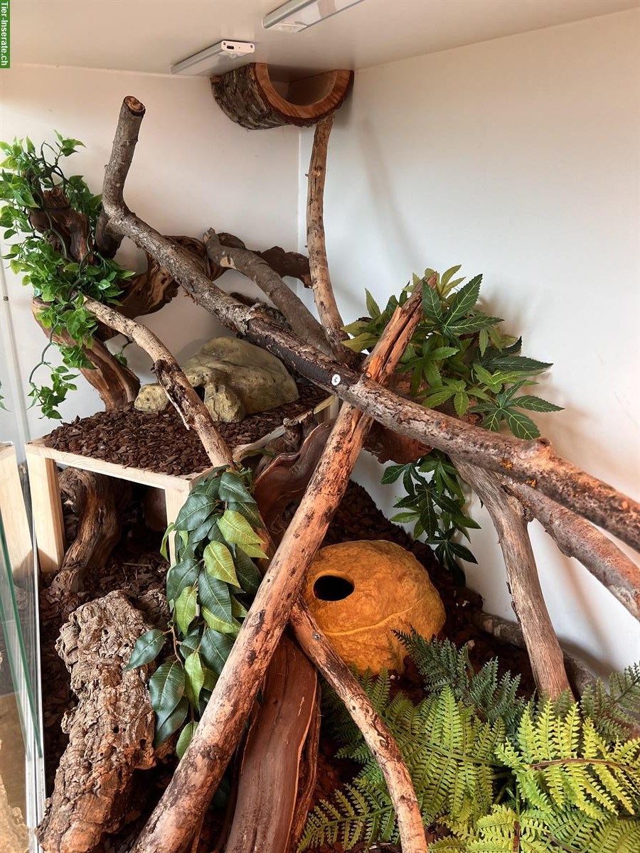 Bild 8: Königspython inkl. Terrarium Komplettset zu verkaufen