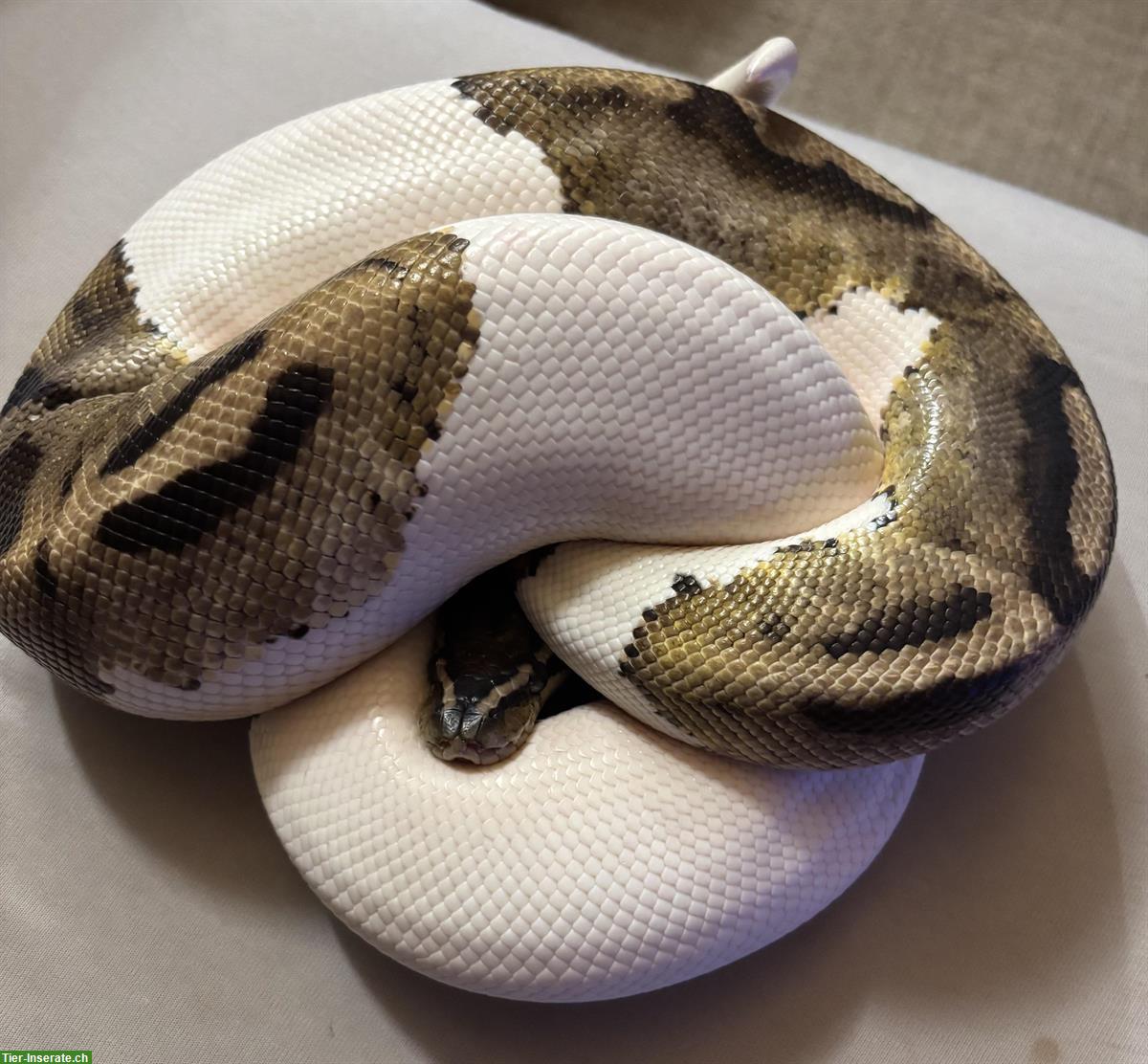 Königspython Piebald zu verkaufen