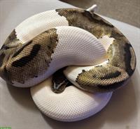 Königspython Piebald zu verkaufen