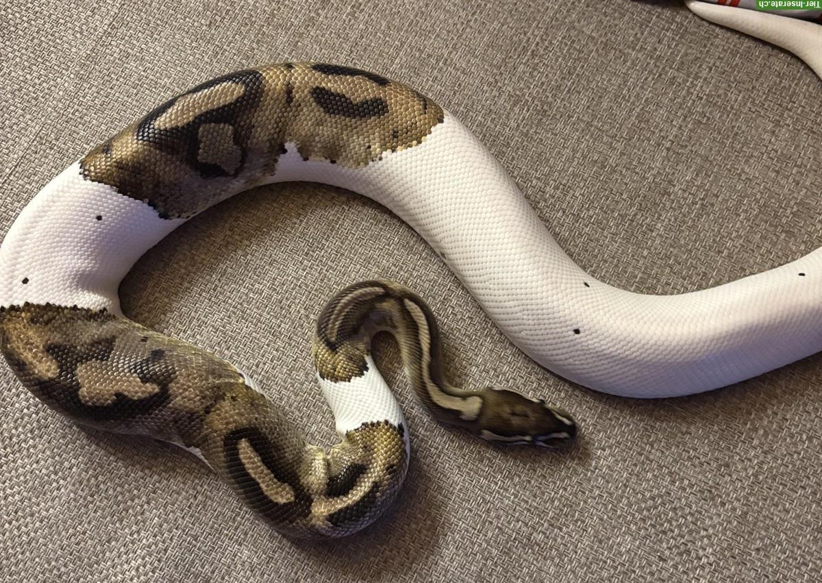 Bild 2: Königspython Piebald zu verkaufen